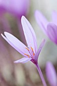 COLCHICUM AUTUMNALE NANCY LINDSAY