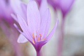 COLCHICUM AUTUMNALE NANCY LINDSAY