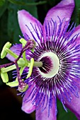 PASSIFLORA AMETHYST,  PASSION FLOWER