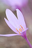 COLCHICUM AUTUMNALE NANCY LINDSAY