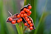 IRIS FOETIDISSIMA