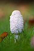 COPRINUS COMATUS