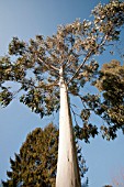 EUCALYPTUS DEANEI