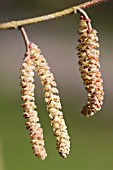 CORYLUS SIEBOLDIANA