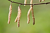 CORYLUS SIEBOLDIANA