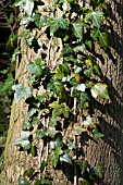 HEDERA HELIX CLIMBING TREE