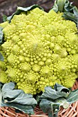 ROMANESCO BROCCOLI