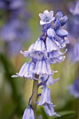 HYACINTHOIDES HISPANICA