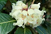 RHODODENDRON MACABEANUM