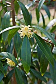 ILLICIUM SIMONSII