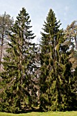 PICEA ABIES AT WESTONBIRT ARBORETUM