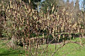 STACHYURUS PRAECOX