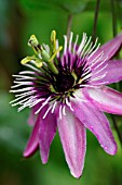 PASSIFLORA CAERULEA VICTORIA