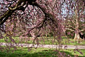 PRUNUS X SUBHIRTELLA PENDULA RUBRA AT WESTONBIRT ARBORETUM