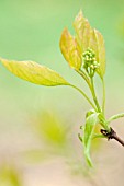 ACER TATARICUM SUBS GINNALA