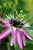 PASSIFLORA CAERULEA VICTORIA