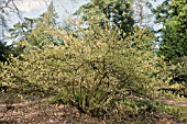 CORYLOPSIS SPICATA