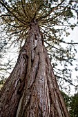 SEQUOIADENDRON GIGANTEUM