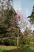 MAGNOLIA SPRENGERI VAR DIVA WESTONBIRT