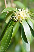 ILLICIUM SIMONSII