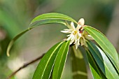 ILLICIUM SIMONSII