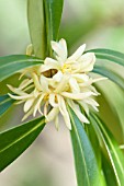 ILLICIUM SIMONSII