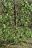 ILLICIUM SIMONSII