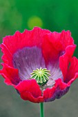 PAPAVER SOMNIFERUM ORIENTAL POPPY