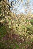 CORYLOPSIS SINENSIS VAR SINENSIS