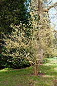 CORYLOPSIS SINENSIS VAR SINENSIS