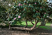 RHODODENDRON ARBOREUM SSP CINNAMOMEUM VAR CINNAMOMEUM