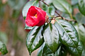 CAMELLIA JAPONICA ADOLPHE AUDUSSON