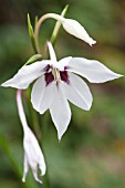 GLADIOLUS CALLIANTHUS