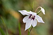 GLADIOLUS CALLIANTHUS