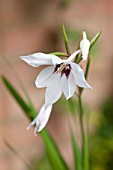 GLADIOLUS CALLIANTHUS