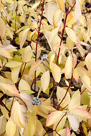 CORNUS_STOLONIFERA