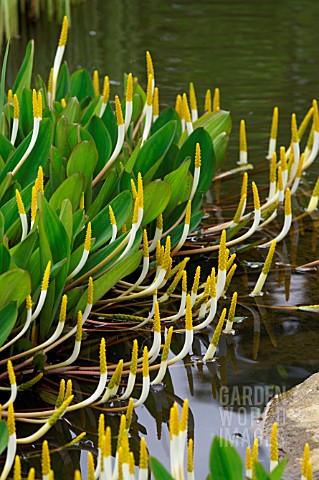 ORONTIUM_AQUATICUM