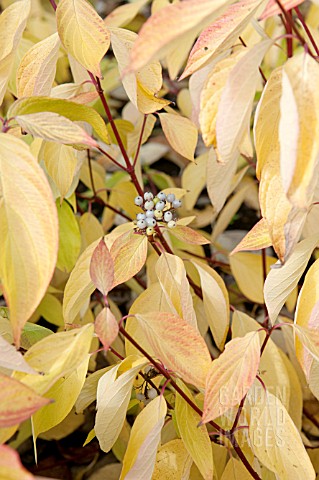 CORNUS_STOLONIFERA