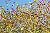 CLERODENDRUM TRICHOTOMUM VAR FARGESII