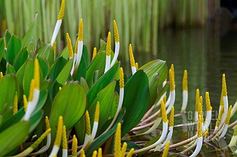 ORONTIUM_AQUATICUM