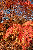 ACER PALMATUM ELEGANS