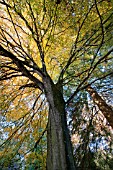 FAGUS SYLVATICA ROTUNDIFOLIA