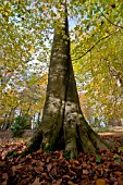 FAGUS SYLVATICA