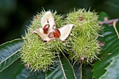 CASTANEA SATIVA