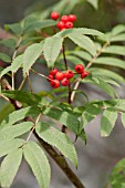 SORBUS COMMIXTA