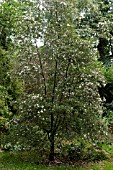 EUCRYPHIA X INTERMEDIA ROSTREVOR