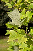 LIRIODENDRON TULIPIFERA