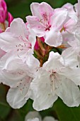 RHODODENDRON HALOPEANUM