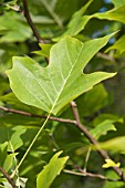 LIRIODENDRON TULIPIFERA