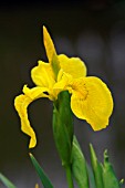 IRIS PSEUDACORUS YELLOW FLAG